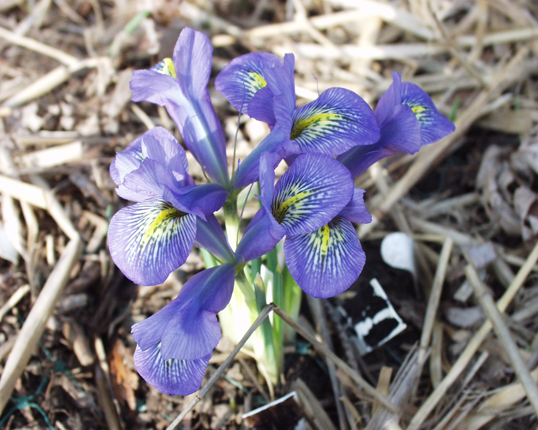Iris 'Frozen Planet' syn. Iris reticulata 'Frozen Planet', Reticulate Iris  'Frozen Planet' in GardenTags plant encyclopedia